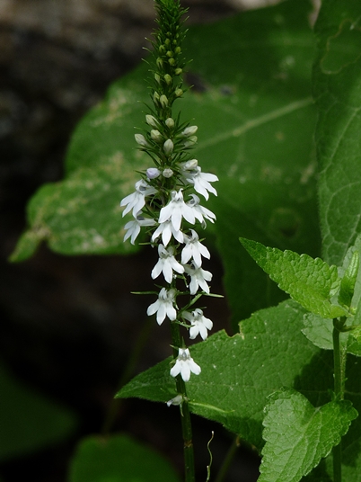 {Lobelia spicata}